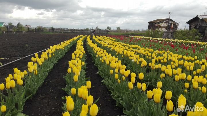 Луковицы тюльпанов