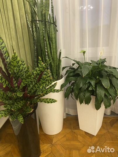 Кашпо Lechuza 75/40