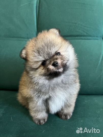 Померанский шпиц