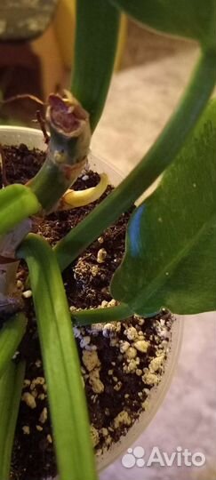 Филодендроны