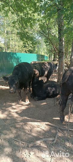Быки на мясо и на племя