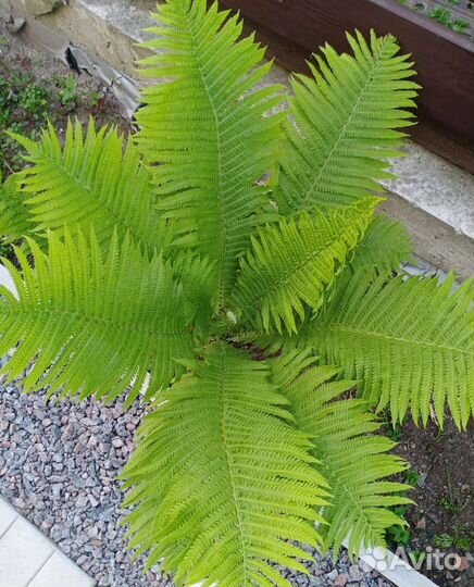 Многолетники