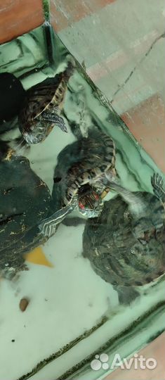 Отдам бесплатно черепашек