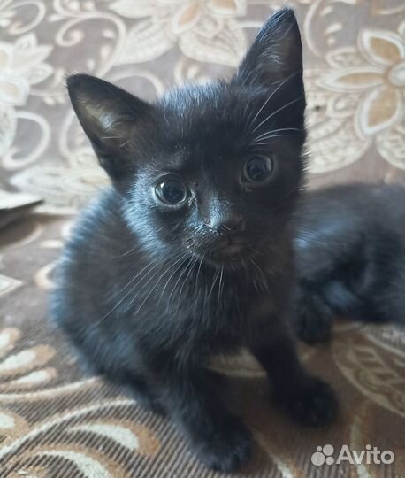 Котята в добрые руки бесплатно