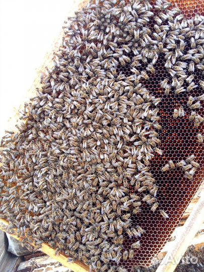 Пчелы на высадку