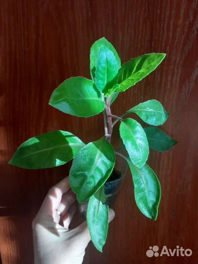 Джинура - лечебное растение