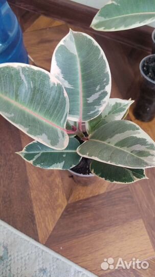 Фикус эластика тинеке
