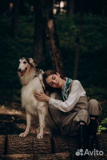 Собака для фотосессии, русская псовая борзая