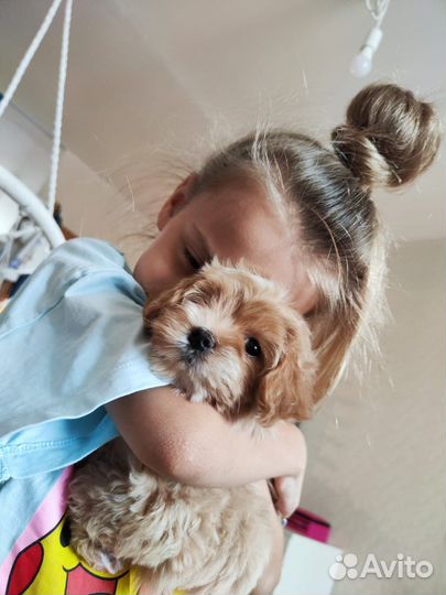 Мальтипу Беби Фейс мини