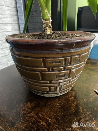 Пальма юкка