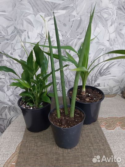 Комнатные цветы