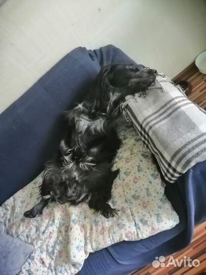 Вязка русский спаниель