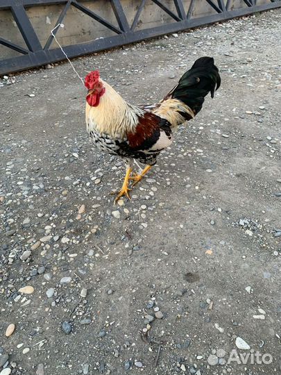 Китайский Петух