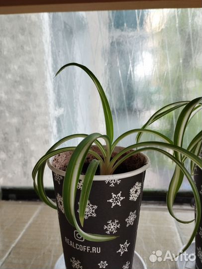 Хлорофитум кудрявый