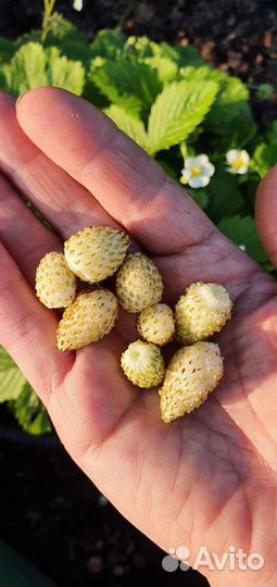 Куст жёлтой земляники