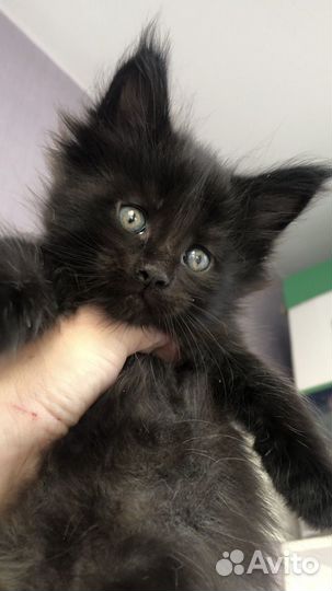 Мейн-кун мальчик