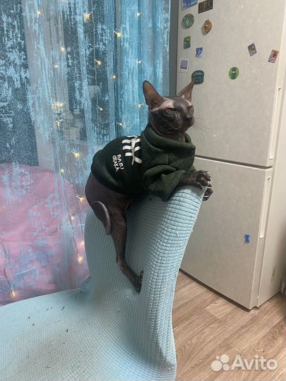 Донской сфинкс вязка
