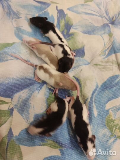 Крысята Дамбо. Крыса