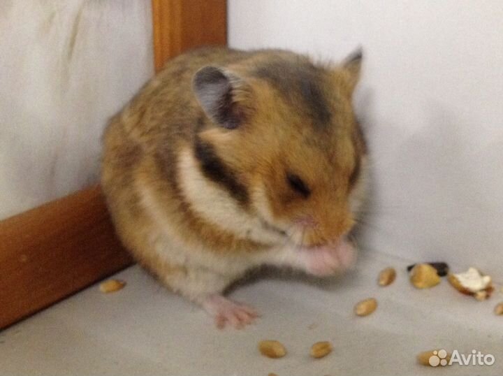 Хомячок сирийский золотистый сатиновый