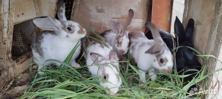 Кролики породы великан