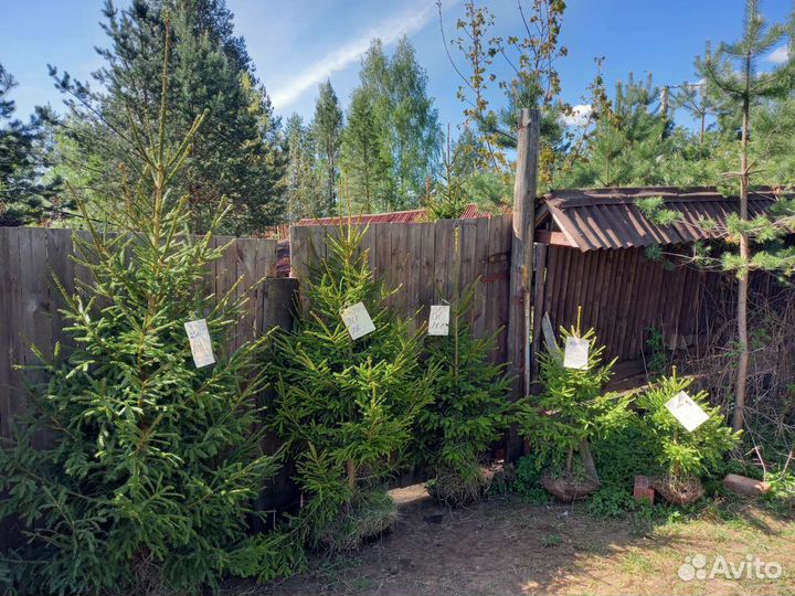 Ель, живая изгородь, саженцы ель обык