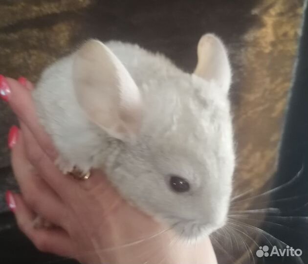Щенки шиншиллы