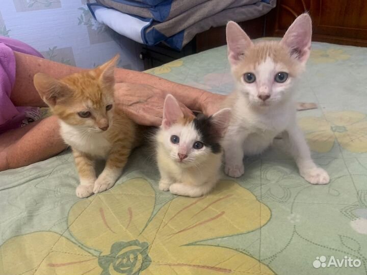 Отдам котят в добрые руки бесплатно