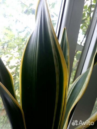 В наличии Сансевиерия 
