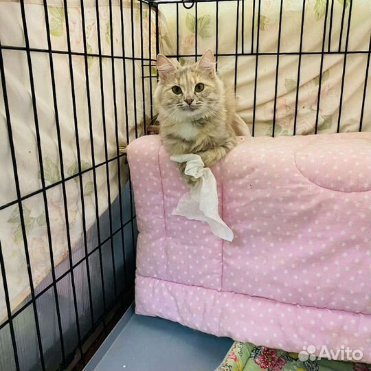Кошка в добрые руки