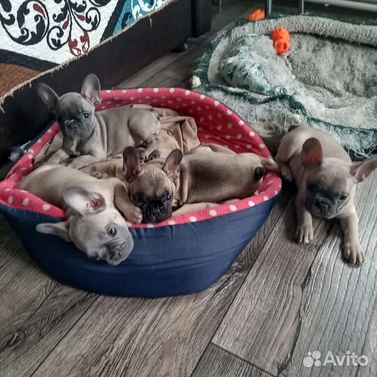 Французский бульдог