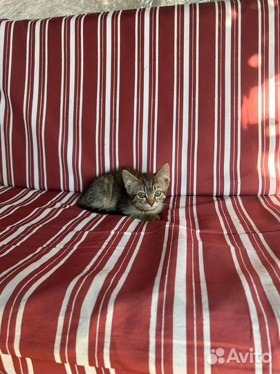 Котенок в добрые руки