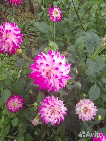 Корни георгин