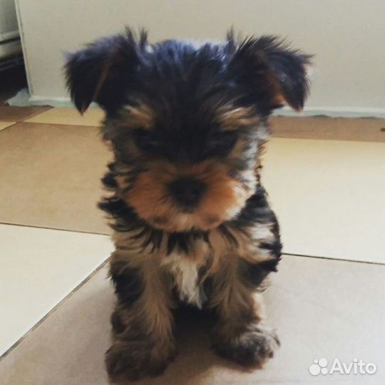 Стрижка собак