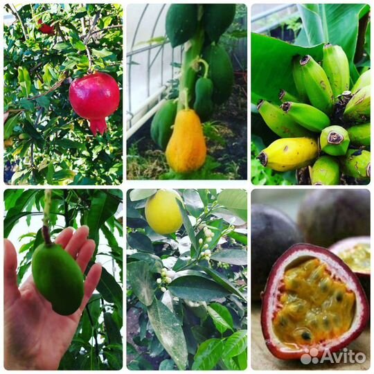 Экзотические растения/саженцы