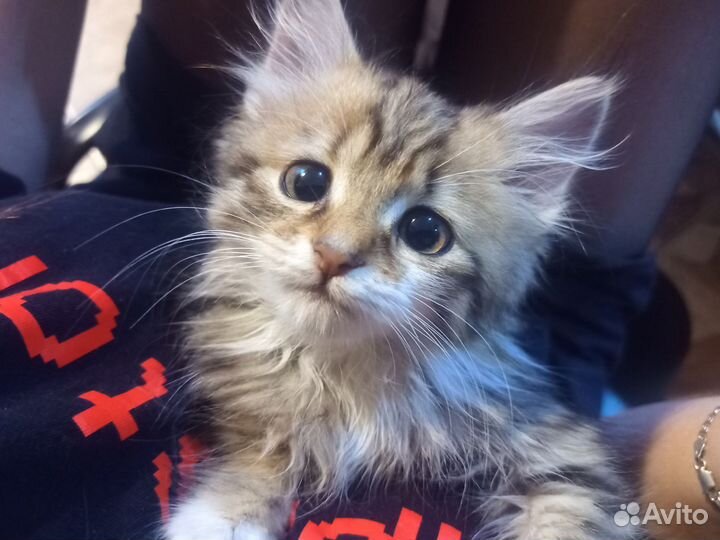 Пушистый котенок