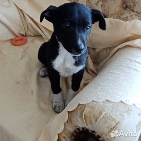 Берта. Благородный метис