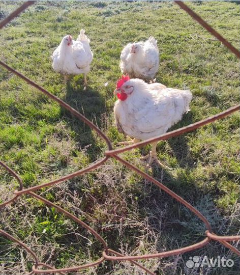 Самая вкусная курица, домашний бройлерЖивой вес