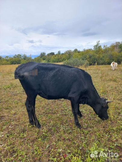 Коровы бычки