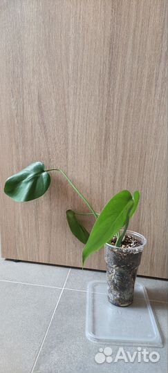 Монстера делициоза