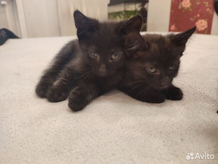 Котята в добрые руки приучены к лотку