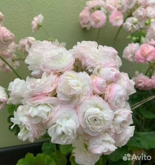 Пеларгонии сортовые