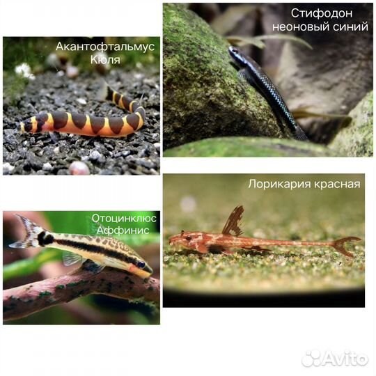 Аквариумные рыбки, креветки, улитки