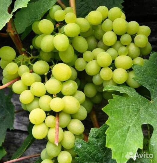 Саженцы винограда Алешенькин