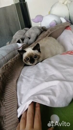 Кошка в дар бесплатно