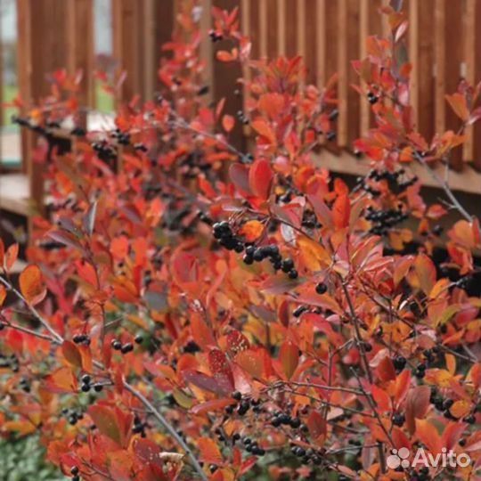 Рябина Мичурина Амит (1 саж.; 15-20 см)