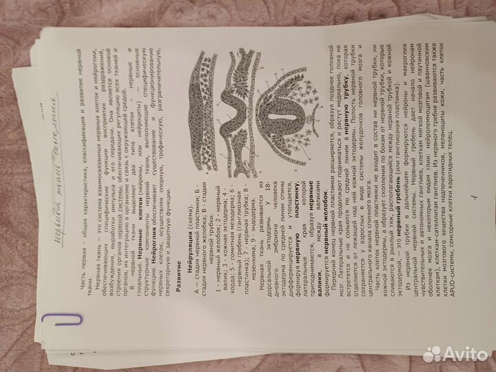 Мини конспекты по гистологии