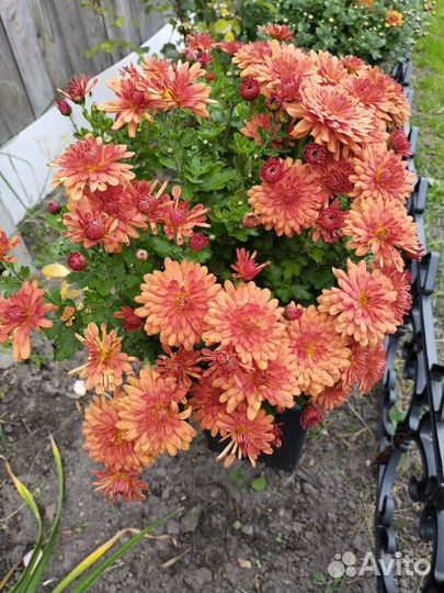 Хризантемы мультифлора