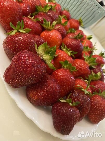 Клубника /садовая земляника