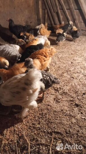 Цыплята поместные, мясо-яичных пород