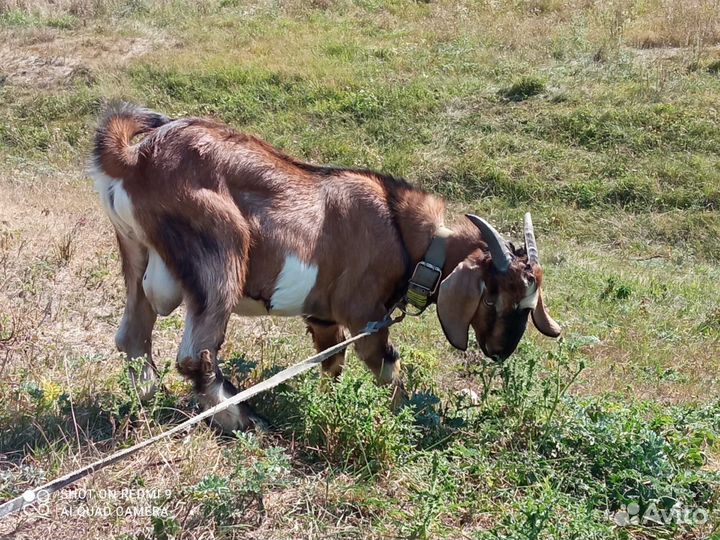 Козёл-вязка